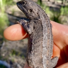 Amphibolurus muricatus (Jacky Lizard) at O'Connor, ACT - 9 Nov 2021 by AndrewCB