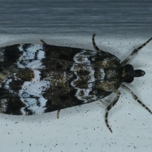 Eudonia protorthra at Ainslie, ACT - 23 Nov 2021 10:09 PM