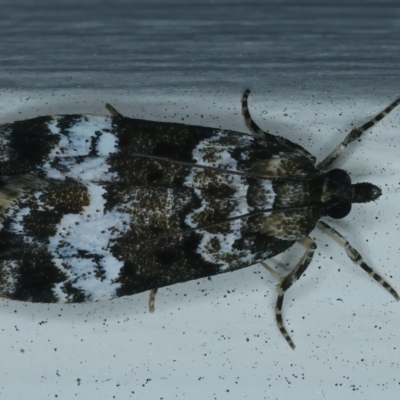 Eudonia protorthra (A Scopariine moth) at Ainslie, ACT - 23 Nov 2021 by jb2602