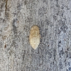 Ledromorpha planirostris (A leafhopper) at Bruce, ACT - 9 Nov 2021 by AndrewCB