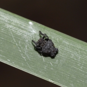 Arkys sp. (genus) at Acton, ACT - suppressed