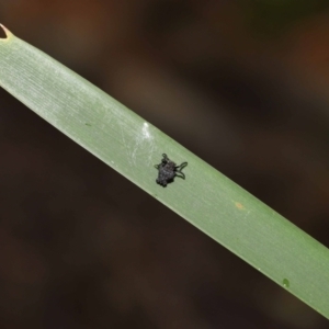 Arkys sp. (genus) at Acton, ACT - suppressed