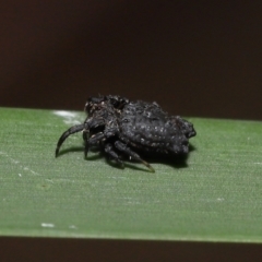 Arkys sp. (genus) at Acton, ACT - suppressed