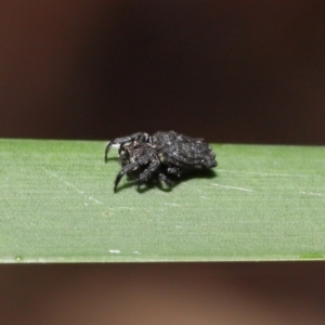 Arkys sp. (genus) at Acton, ACT - suppressed