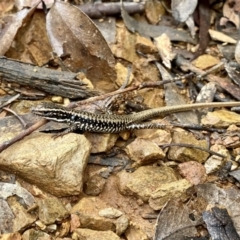 Eulamprus heatwolei (Yellow-bellied Water Skink) at Paddys River, ACT - 6 Nov 2021 by AndrewCB