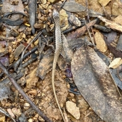 Eulamprus heatwolei at Paddys River, ACT - 6 Nov 2021 01:04 PM