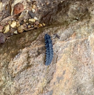 Lycidae (family) (Net-winged beetle) at Paddys River, ACT - 6 Nov 2021 by AndrewCB