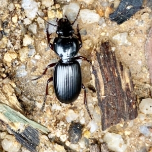 Eurylychnus blagravei at Paddys River, ACT - 6 Nov 2021 05:36 PM