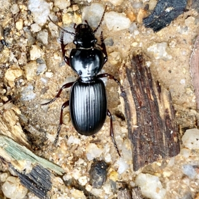 Eurylychnus blagravei (A Carab beetle) at Paddys River, ACT - 6 Nov 2021 by AndrewCB