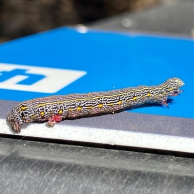 Chlenias banksiaria group (A Geometer moth) at Bruce, ACT - 9 Nov 2021 by AndrewCB