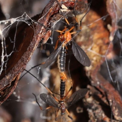 Unidentified Crane fly, midge, mosquito & gnat (several families) at Acton, ACT - 21 Nov 2021 by TimL