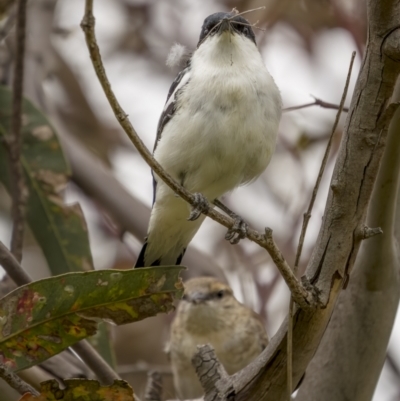 Lalage tricolor (White-winged Triller) at Pialligo, ACT - 22 Nov 2021 by trevsci