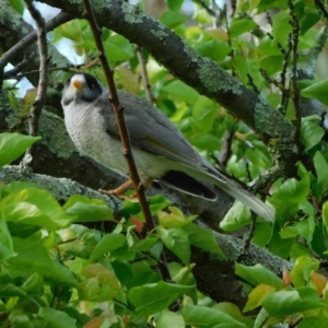 Manorina melanocephala at Symonston, ACT - 22 Oct 2021