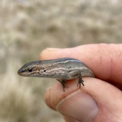 Pseudemoia pagenstecheri (Grassland Tussock-skink) at Mount Clear, ACT - 3 Oct 2021 by AndrewCB