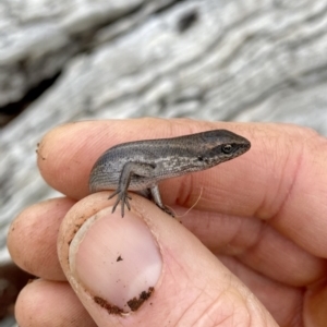 Pseudemoia pagenstecheri at Mount Clear, ACT - 3 Oct 2021 02:19 PM