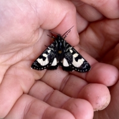 Agaristodes feisthamelii (A day flying noctuid moth) at Mount Clear, ACT - 3 Oct 2021 by AndrewCB