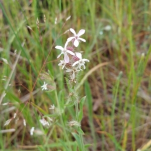 Silene gallica var. gallica at Hawker, ACT - 6 Nov 2021 11:03 AM