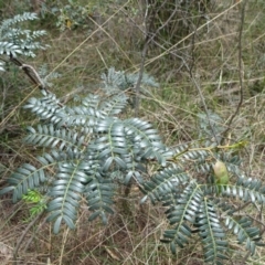 Acacia terminalis (Sunshine Wattle) at Lower Boro, NSW - 22 Nov 2021 by JanetRussell