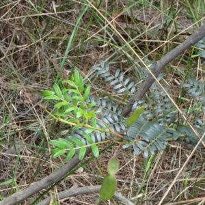 Acacia terminalis at Lower Boro, NSW - 23 Nov 2021