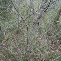 Acacia terminalis at Lower Boro, NSW - 23 Nov 2021