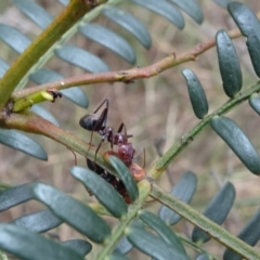 Iridomyrmex purpureus (Meat Ant) at Lower Boro, NSW - 22 Nov 2021 by JanetRussell