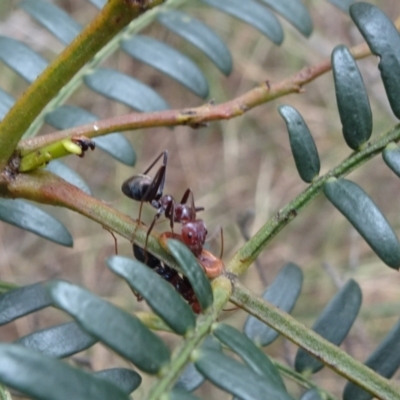 Iridomyrmex purpureus (Meat Ant) at Lower Boro, NSW - 22 Nov 2021 by JanetRussell