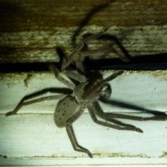 Isopeda canberrana (Canberra Huntsman Spider) at Boro, NSW - 22 Nov 2021 by Paul4K