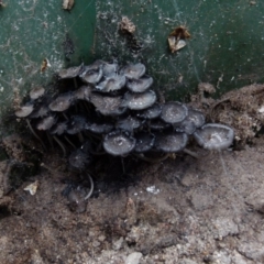 Coprinellus etc. (An Inkcap) at Boro, NSW - 22 Nov 2021 by Paul4K