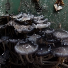 Coprinellus etc. at Boro, NSW - suppressed