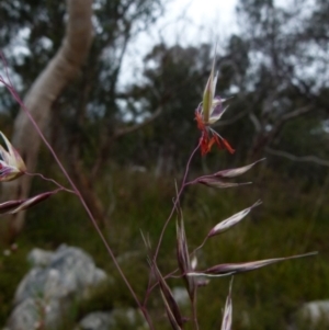 Rytidosperma pallidum at Boro, NSW - 23 Nov 2021