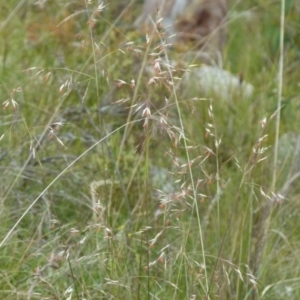 Rytidosperma pallidum at Boro, NSW - 23 Nov 2021