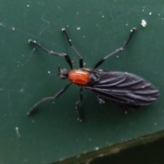 Bibio superfluus (Garden maggot) at Boro, NSW - 23 Nov 2021 by Paul4K