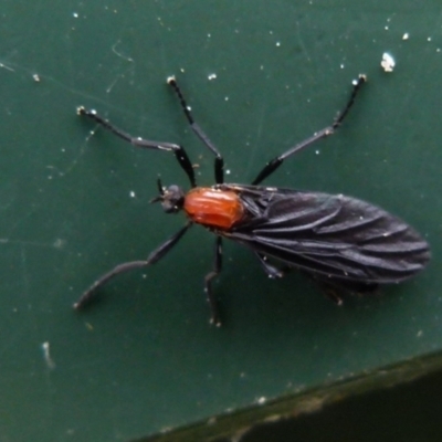 Bibio superfluus (Garden maggot) at Boro, NSW - 22 Nov 2021 by Paul4K