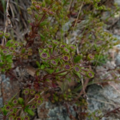 Pomax umbellata (A Pomax) at Boro, NSW - 23 Nov 2021 by Paul4K