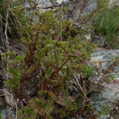 Pomax umbellata at Boro, NSW - 23 Nov 2021