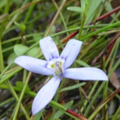 Isotoma fluviatilis subsp. australis (Swamp Isotome) at Lower Boro, NSW - 23 Nov 2021 by JanetRussell