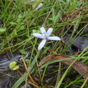 Isotoma fluviatilis subsp. australis at Lower Boro, NSW - 23 Nov 2021