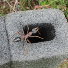 Myrmecia nigriceps (Black-headed bull ant) at Lower Boro, NSW - 23 Nov 2021 by JanetRussell