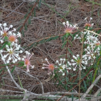 Pimelea linifolia (Slender Rice Flower) at Lower Boro, NSW - 23 Nov 2021 by AndyRussell