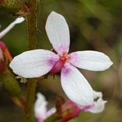 Stylidium graminifolium (Grass Triggerplant) at Cook, ACT - 22 Nov 2021 by drakes