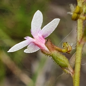 Stylidium graminifolium at Cook, ACT - 23 Nov 2021 09:41 AM