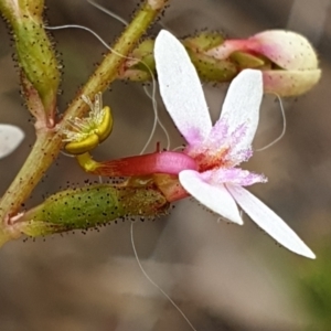 Stylidium graminifolium at Cook, ACT - 23 Nov 2021 09:41 AM