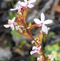 Stylidium graminifolium at Cook, ACT - 23 Nov 2021 09:41 AM