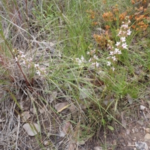 Stylidium graminifolium at Cook, ACT - 23 Nov 2021 09:41 AM