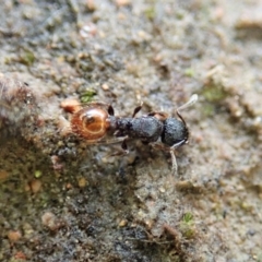 Meranoplus sp. (genus) (Shield Ant) at Throsby, ACT - 23 Nov 2021 by CathB