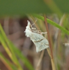 Heliocosma argyroleuca (A tortrix or leafroller moth) at Throsby, ACT - 23 Nov 2021 by CathB