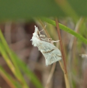 Heliocosma argyroleuca at Throsby, ACT - 23 Nov 2021