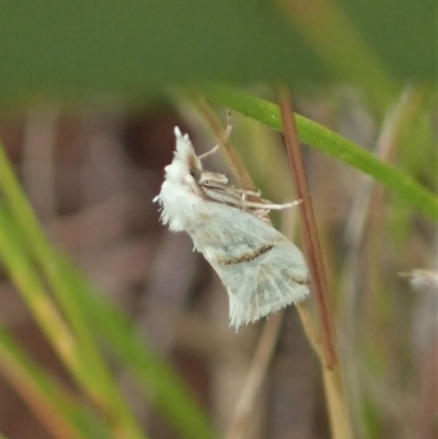 Heliocosma argyroleuca (A tortrix or leafroller moth) at Mulligans Flat - 23 Nov 2021 by CathB