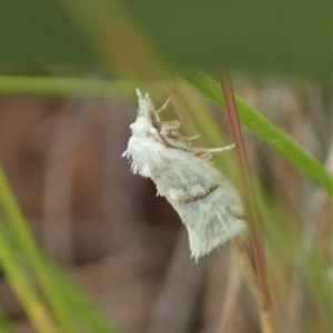 Heliocosma argyroleuca at Throsby, ACT - 23 Nov 2021