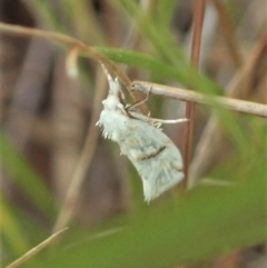 Heliocosma argyroleuca at Throsby, ACT - 23 Nov 2021